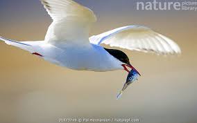 Attēlu rezultāti vaicājumam “Sterna”