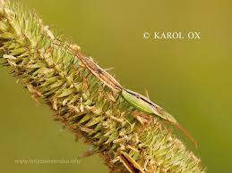 Attēlu rezultāti vaicājumam “Myrmus miriformis”