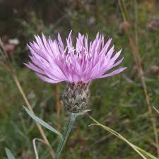 Attēlu rezultāti vaicājumam “Centaurea stoebe flower”