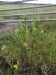Attēlu rezultāti vaicājumam “Barbarea vulgaris subsp. arcuata fruit”