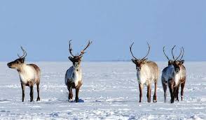 Attēlu rezultāti vaicājumam “Cladopodiella francisci macro”