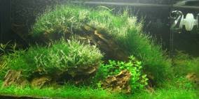 Attēlu rezultāti vaicājumam “Amblystegium serpens macro”