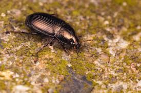 Attēlu rezultāti vaicājumam “Amara sp.”