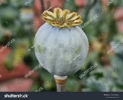 Attēlu rezultāti vaicājumam “Papaver argemone fruit”