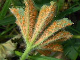 Attēlu rezultāti vaicājumam “Trachyspora intrusa”