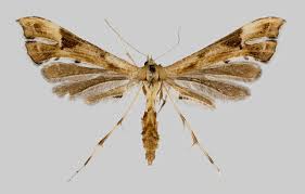 Attēlu rezultāti vaicājumam “Platyptilia tesseradactyla”