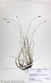 Attēlu rezultāti vaicājumam “Carex dioica”