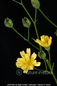 Attēlu rezultāti vaicājumam “Lapsana communis flower”