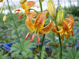 Attēlu rezultāti vaicājumam “Lilium martagon leaf”