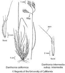 Attēlu rezultāti vaicājumam “Danthonia decumbens fruit”