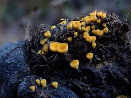 Attēlu rezultāti vaicājumam “Propolis farinosa”