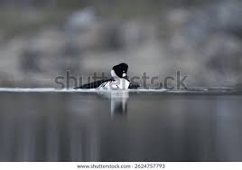 Attēlu rezultāti vaicājumam “Bucephala clangula male”