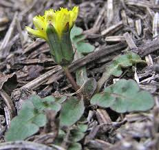 Attēlu rezultāti vaicājumam “Taraxacum suecicum”