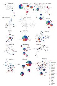 Attēlu rezultāti vaicājumam “Symphytocarpus impexus plasmodium”