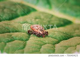 Attēlu rezultāti vaicājumam “Dermacentor reticulatus”