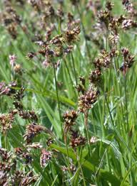 Attēlu rezultāti vaicājumam “Luzula campestris fruit”