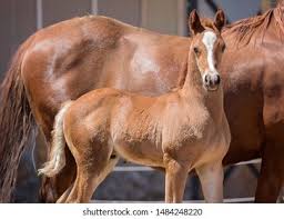 Image result for chestnut friesian