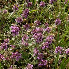 Image result for Thymian