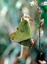 Attēlu rezultāti vaicājumam “Colias croceus underside”