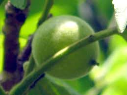 Attēlu rezultāti vaicājumam “Juglans mandshurica female flower”