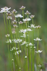 Attēlu rezultāti vaicājumam “Parnassia palustris fruit”