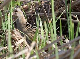 Attēlu rezultāti vaicājumam “Crex crex”