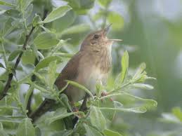 Image result for Locustella fluviatilis