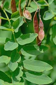 Attēlu rezultāti vaicājumam “Robinia”