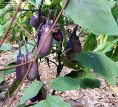 Afbeeldingsresultaat voor slim jim eggplant