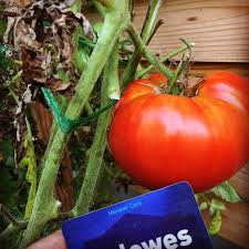 Attēlu rezultāti vaicājumam “Lycopersicon esculentum”