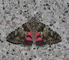 Attēlu rezultāti vaicājumam “Catocala fulminea”