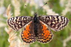 Attēlu rezultāti vaicājumam “Melitaea didyma”