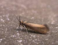 Attēlu rezultāti vaicājumam “Roeslerstammia erxlebella”