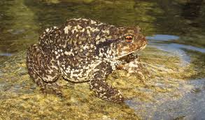 Attēlu rezultāti vaicājumam “Bufo bufo”