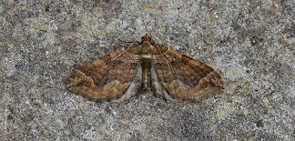 Attēlu rezultāti vaicājumam “Pelurga comitata”