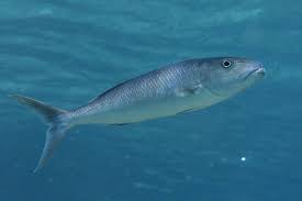 Image result for Aprion virescens