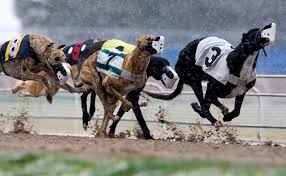 Image result for Reading Greyhound Track