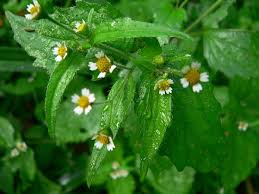 Attēlu rezultāti vaicājumam “Galinsoga quadriradiata leaf”