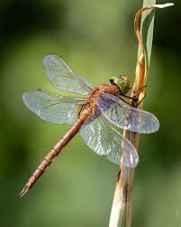 Attēlu rezultāti vaicājumam “Coenagrion armatum male”