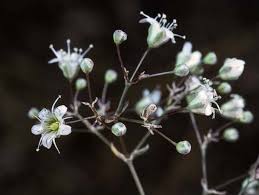 Attēlu rezultāti vaicājumam “Gypsophila paniculata”