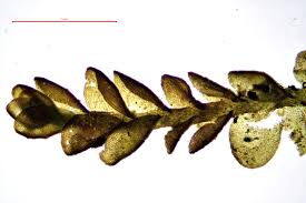 Attēlu rezultāti vaicājumam “Odontoschisma sphagni”