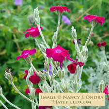 Image result for Lychnis coronaria