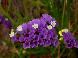 Attēlu rezultāti vaicājumam “Plumbaginaceae”