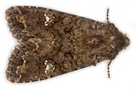 Attēlu rezultāti vaicājumam “Mamestra brassicae exuvia”