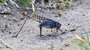 Attēlu rezultāti vaicājumam “Orthoptera”
