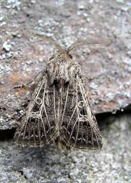 Attēlu rezultāti vaicājumam “Tholera decimalis male”