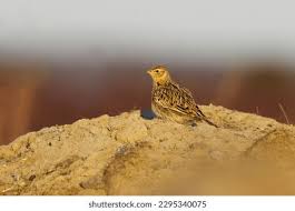 Attēlu rezultāti vaicājumam “Alauda arvensis”