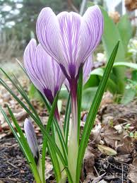 Attēlu rezultāti vaicājumam “Crocus”