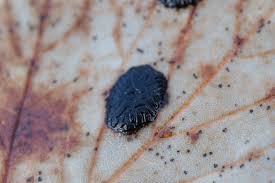 Attēlu rezultāti vaicājumam “Brefeldia maxima macro”