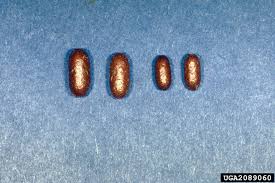 Attēlu rezultāti vaicājumam “Diprionidae cocoon”